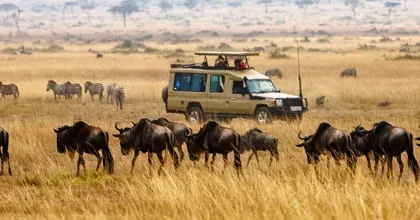 Tanzania & East Africa Safaris